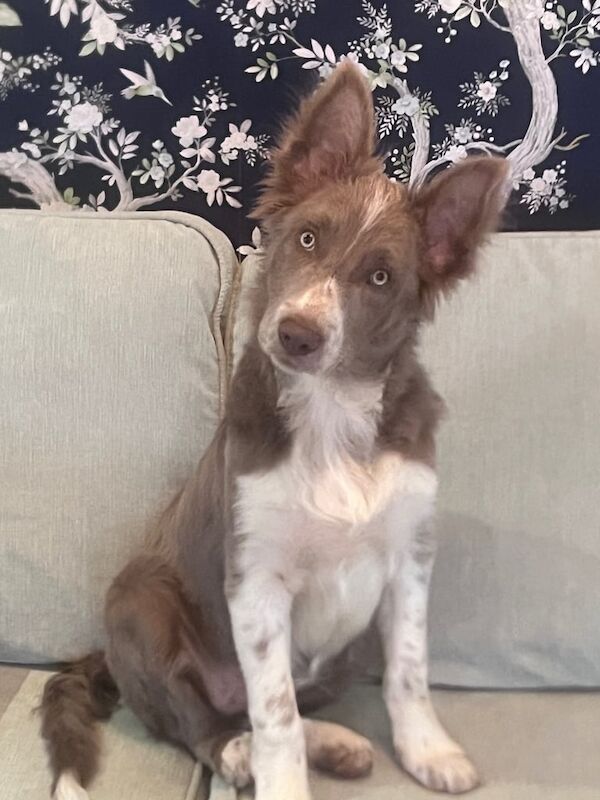 Lilac Border Collie puppy for sale in Kesh, Fermanagh - Image 3