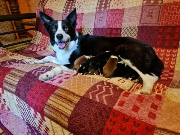 LITTLER OF VET CHECKED BORDER COLLIE PUPPIES for sale in Llandeilo, Carmarthenshire - Image 1