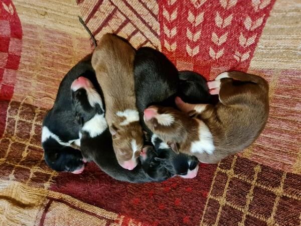 LITTLER OF VET CHECKED BORDER COLLIE PUPPIES for sale in Llandeilo, Carmarthenshire - Image 5