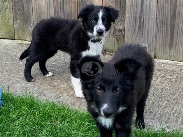 Long hair Border Collie pups born June 1st for sale in Alconbury Weston, Cambridgeshire