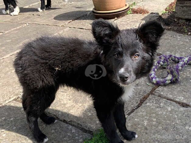 Long hair Border Collie pups born June 1st for sale in Alconbury Weston, Cambridgeshire - Image 2