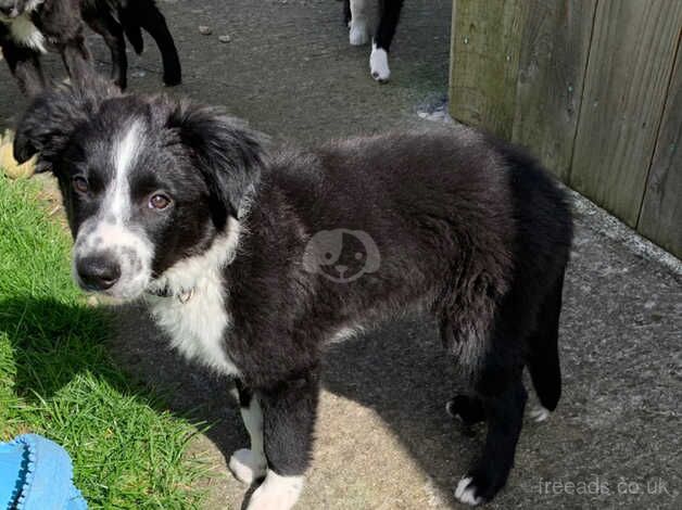 Long hair Border Collie pups born June 1st for sale in Alconbury Weston, Cambridgeshire - Image 3