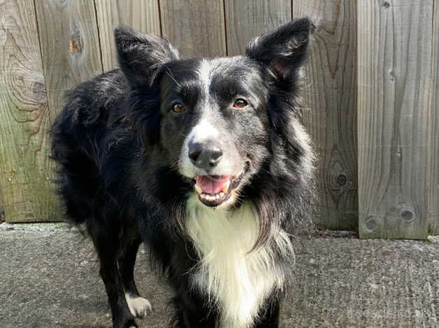 Long hair Border Collie pups born June 1st for sale in Alconbury Weston, Cambridgeshire - Image 4