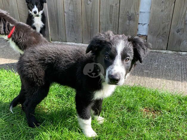 Long hair Border Collie pups born June 1st for sale in Alconbury Weston, Cambridgeshire - Image 5