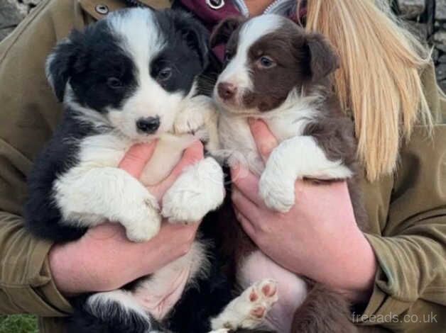 Long haired black and white bitch puppy for sale in Buxton, Derbyshire