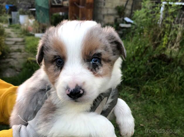 Long Haired Border Collie Puppies (Blue and Red Merle) for sale in Keighley, West Yorkshire