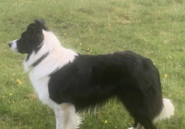 **LOOK** The Best Looking Long-Coated Border Collie Puppies for sale in Abergavenny/Y Fenni, Monmouthshire