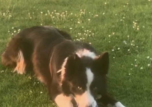 **LOOK** The Best Looking Long-Coated Border Collie Puppies for sale in Abergavenny/Y Fenni, Monmouthshire - Image 2