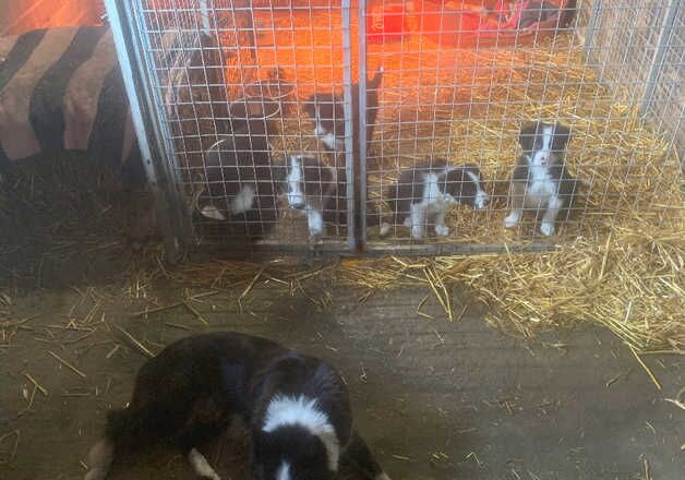 **LOOK** The Best Looking Long-Coated Border Collie Puppies for sale in Abergavenny/Y Fenni, Monmouthshire - Image 3