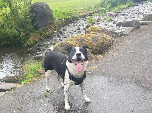 Looking a forever home for my beloved Border Collie for sale in Belfast, Belfast