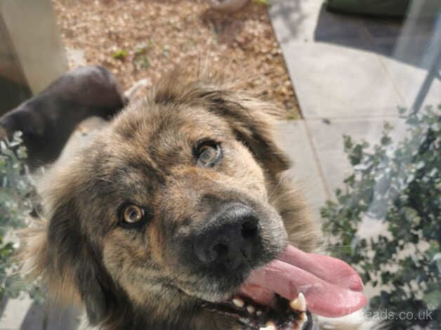 Looking to rehome our Collie cross Golden retriever for sale in Lisburn