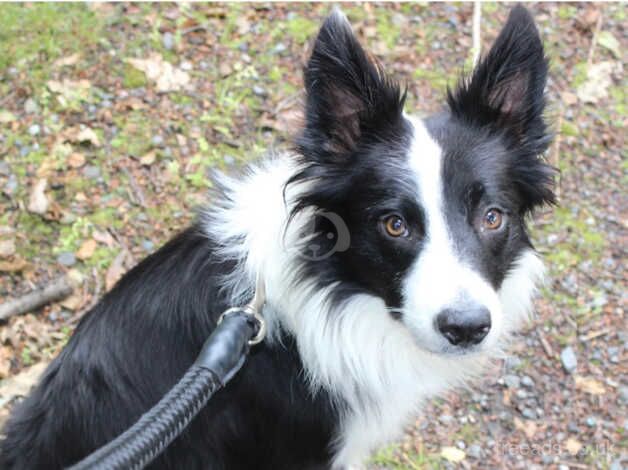 Lovely 4 year old Collie boy. for sale in Brierley Hill, West Midlands