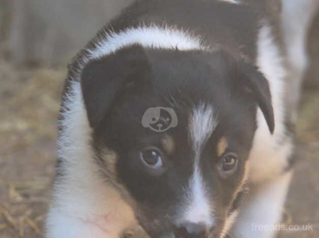 Lovely chunky collie boy for sale in Morpeth, Northumberland