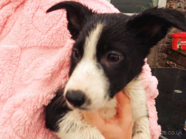 Lovely collie pups from working parents for sale in Brecon/Aberhonddu, Powys