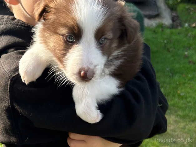 Lovely girl pup for sale in Broxburn, West Lothian