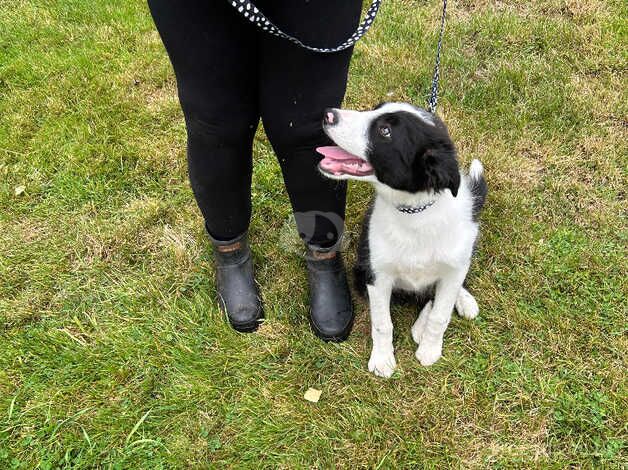 Lovely marked border collie one male left for sale in Redditch, Worcestershire - Image 1