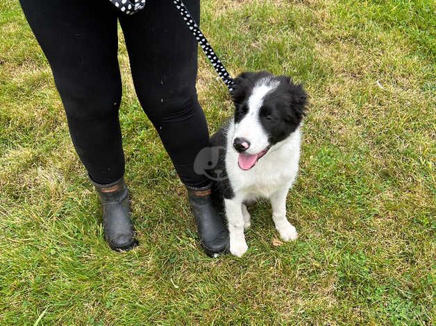 Lovely marked border collie one male left for sale in Redditch, Worcestershire - Image 2