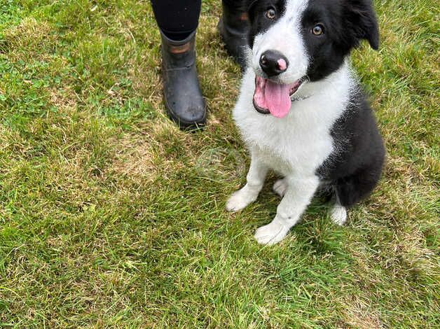 Lovely marked border collie one male left for sale in Redditch, Worcestershire - Image 3