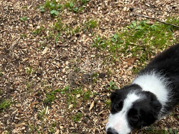 Lovely marked border collie one male left for sale in Redditch, Worcestershire - Image 4