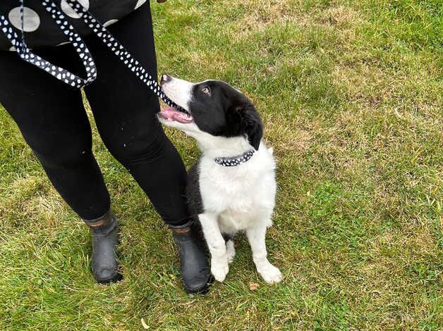 Lovely marked border collie one male left for sale in Redditch, Worcestershire - Image 5