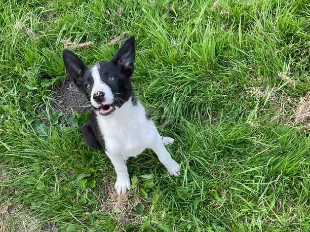 Lovely marked border collies very playfull one female left for sale in Redditch, Worcestershire