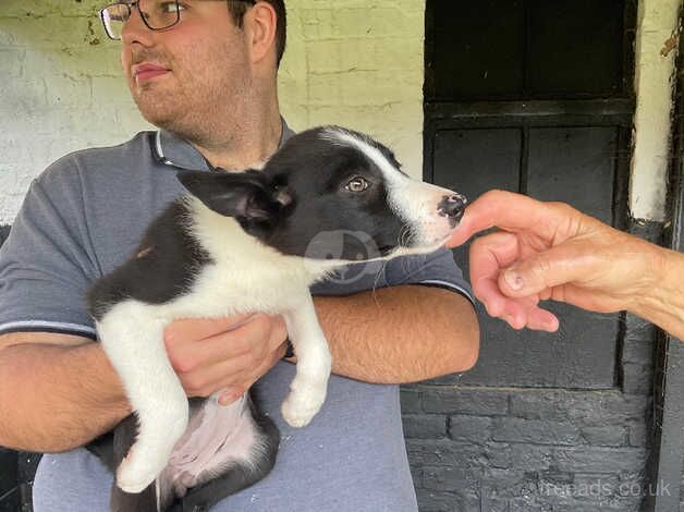 Lovely marked border collies very playfull one female left for sale in Redditch, Worcestershire - Image 2