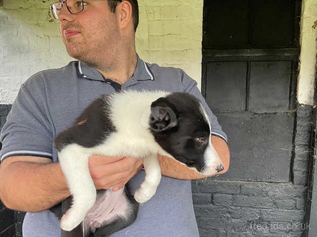 Lovely marked border collies very playfull one female left for sale in Redditch, Worcestershire - Image 4