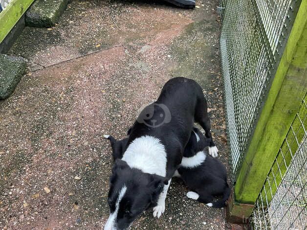 Lovely marked border collies very playfull one female left for sale in Redditch, Worcestershire - Image 5