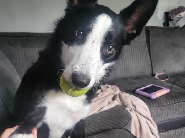 Lovely playful collie for sale in Birkenhead, Merseyside