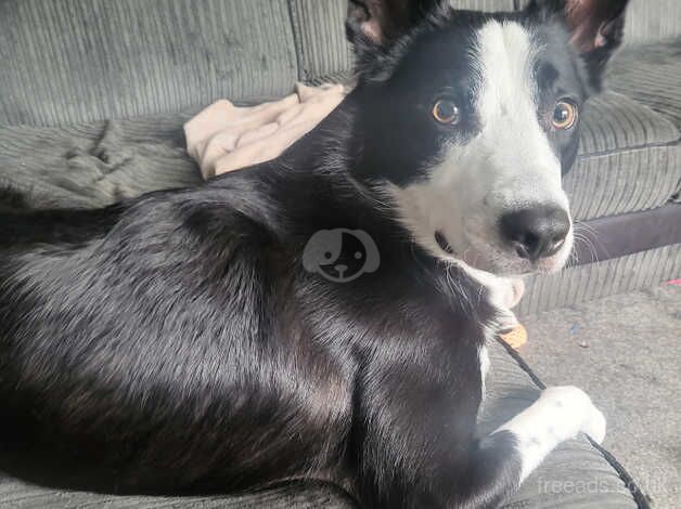 Lovely playful collie for sale in Birkenhead, Merseyside - Image 2