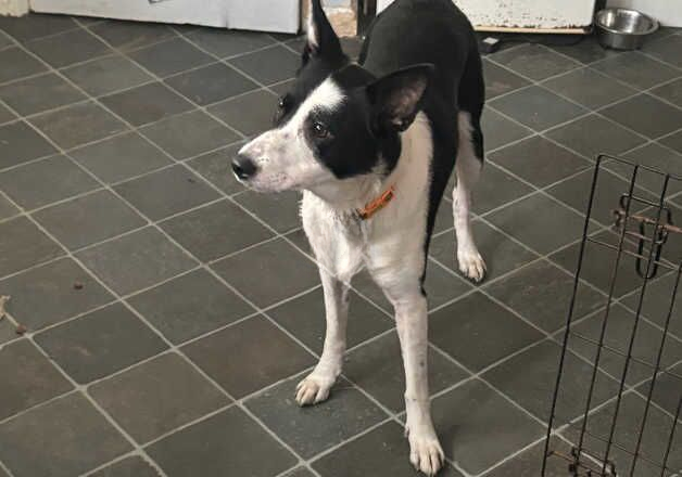 Loving Border Collie for sale in Glastonbury, Somerset