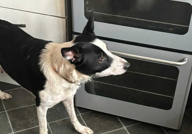 Loving Border Collie for sale in Glastonbury, Somerset - Image 2