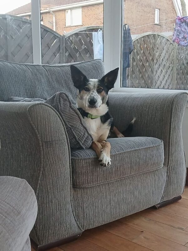 Loving Border Collie Pup needs forever home for sale in Carrickfergus, County Antrim - Image 3