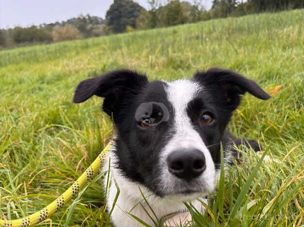 Loving border collie puppy for sale in Lancashire