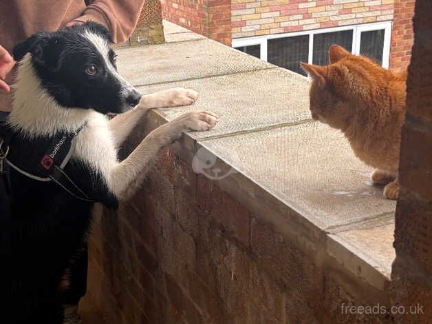 Loving border collie puppy for sale in Lancashire - Image 2