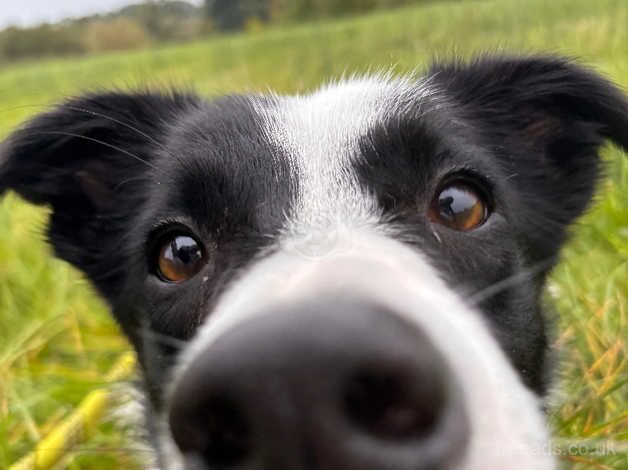 Loving border collie puppy for sale in Lancashire - Image 3