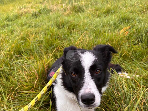 Loving border collie puppy for sale in Lancashire - Image 4