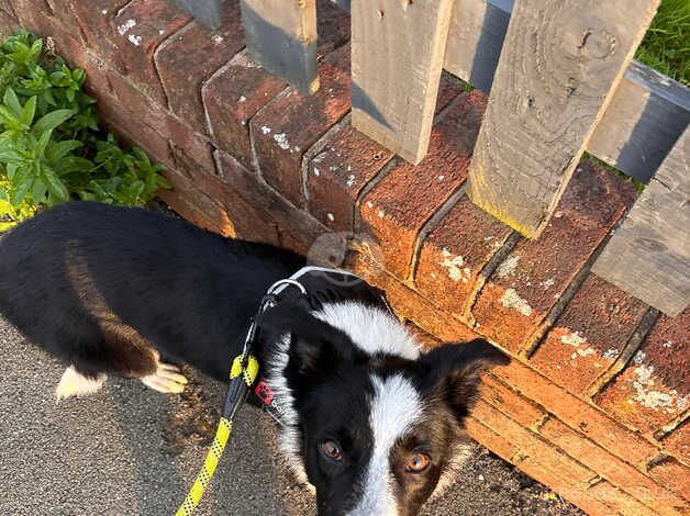 Loving border collie puppy for sale in Lancashire - Image 5