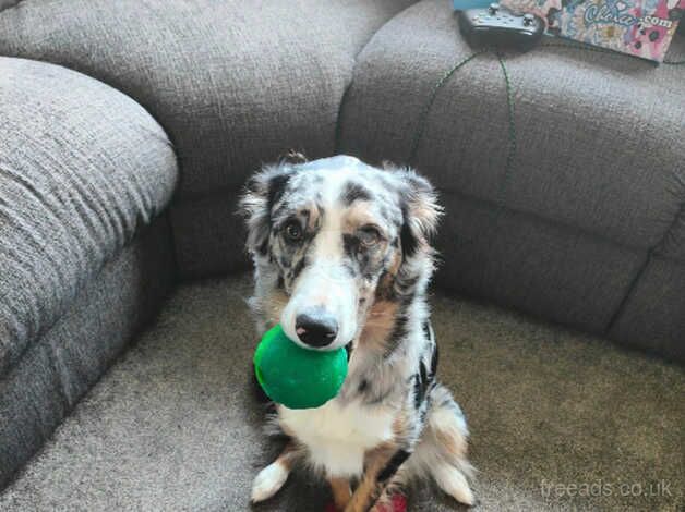 Luna, beautiful tri blue merle border collie for sale in Telford, Shropshire