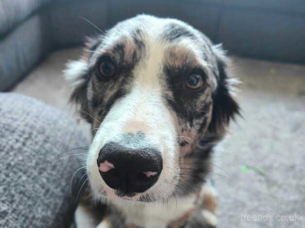 Luna, beautiful tri blue merle border collie for sale in Telford, Shropshire - Image 2