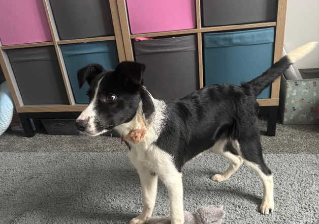 Luna-border collie pup for sale in Alfreton, Derbyshire