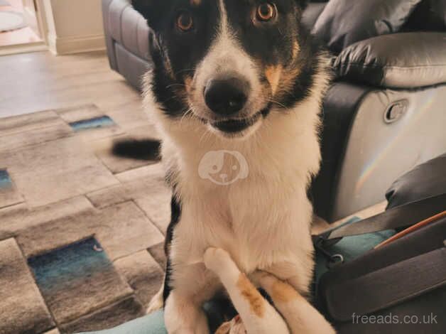 Make collie for rehoming for sale in Oldham, Greater Manchester