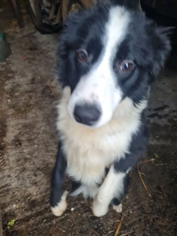 Male 7 month collie pup for sale in Durham, County Durham