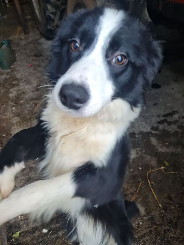 Male 7 month collie pup for sale in Durham, County Durham - Image 2