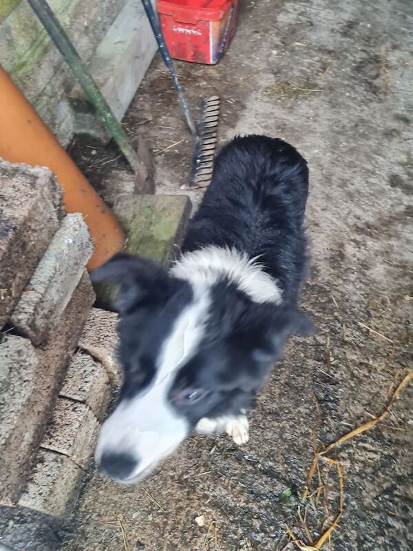 Male 7 month collie pup for sale in Durham, County Durham - Image 3