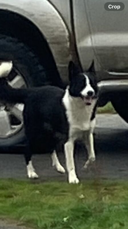 Male and female Border Collie for sale in Kingussie, Inverness - Image 2