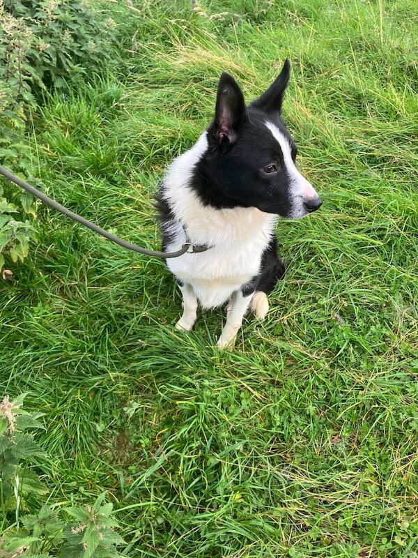 Male and female Border Collie for sale in Kingussie, Inverness - Image 3