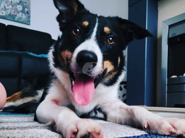 Male boarder collie for rehome for sale in Oldham, Greater Manchester