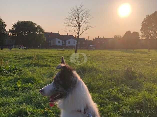 Male Border Collie for rehome for sale in Manchester, Greater Manchester