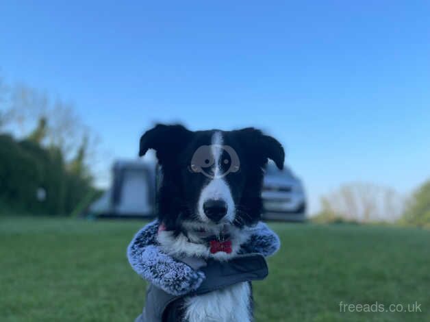 Male Border Collie for sale in Cwmbran/Cwmbrân, Newport